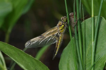 grosslibelle schluepft3