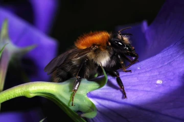 hummel