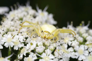 krabbenspinne 2