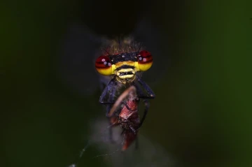 libelle rot1