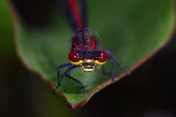 libelle rot2