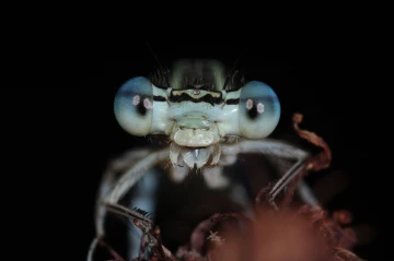 libellen kopf3