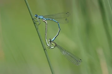 libellen paarung1