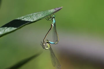 libellen paarung2