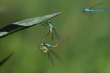 libellen paarung3