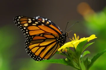 monarch falter
