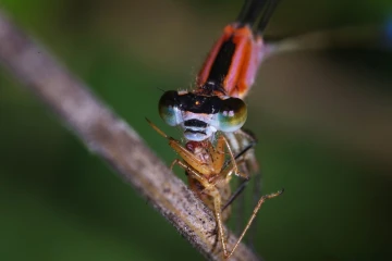 pech libelle1