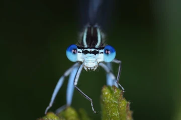 pech libelle2