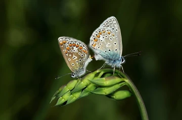 schmetterlingspaarung