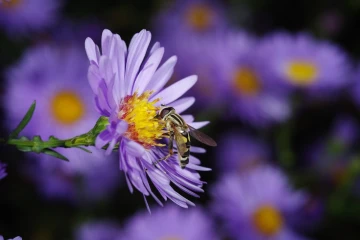 schwebfliege aster1