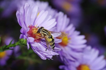 schwebfliege aster2