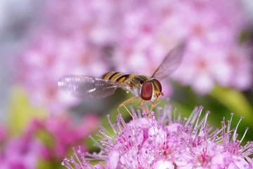 schwebfliege003