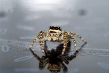 springspinne01