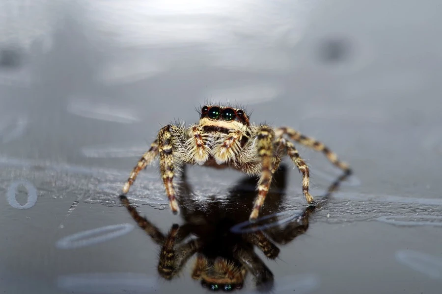 springspinne01