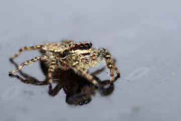 springspinne02