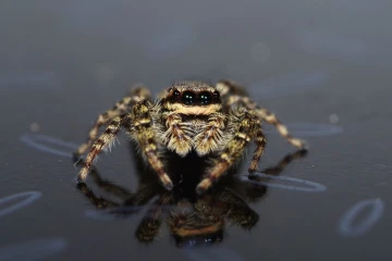 springspinne03