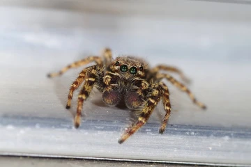 springspinne2