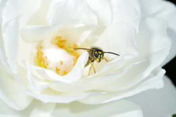 wespe rose