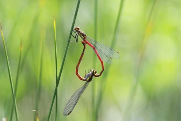 adonislibelle herz