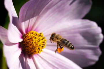 biene flug