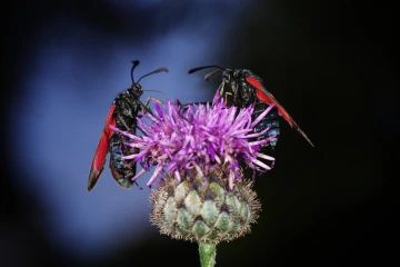 bluttroepfchen4