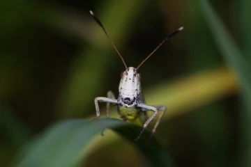 heuguemper01