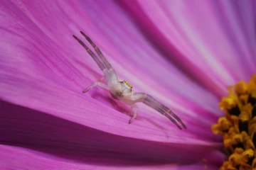 krabbenspinne 1