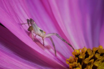krabbenspinne 25