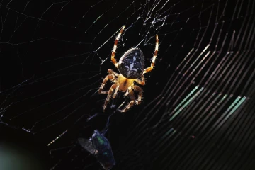 kreuzspinne1