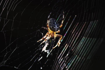 kreuzspinne2