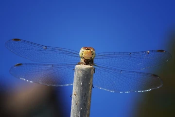 libelle 1