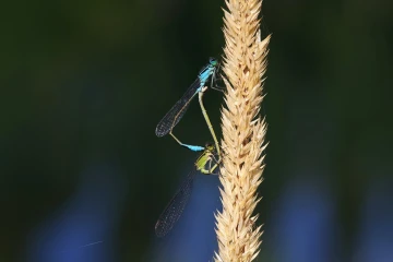 libellenherz2