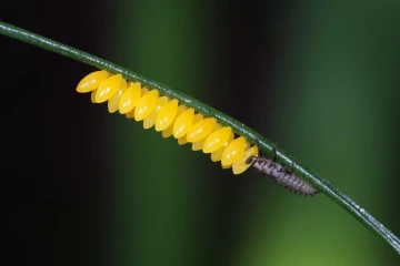 marienkaefer eier larven 1