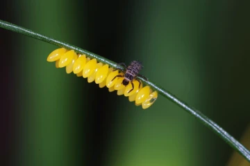 marienkaefer eier larven 2