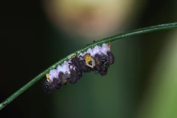 marienkaefer eier larven 3