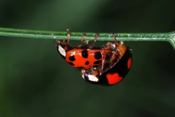 marienkaefer paarung5