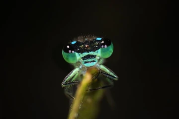 pechlibelle3