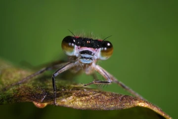 pechlibelle4