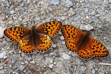scheckenfalter1