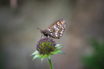 scheckenfalter2