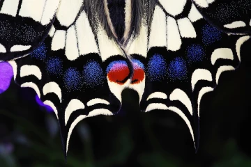 schwalbenschwanz schmetterling 3