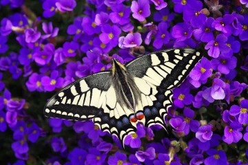 schwalbenschwanz schmetterling 4