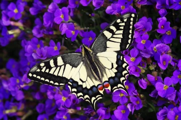 schwalbenschwanz schmetterling 5