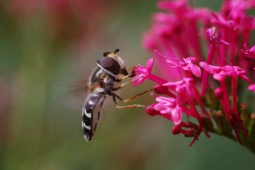 schwebfliege004