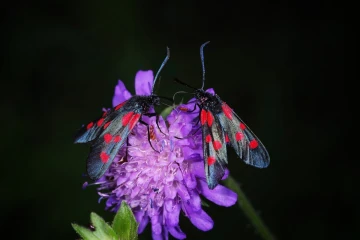widderchen2