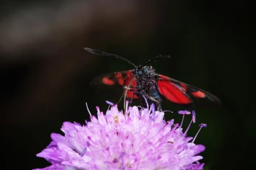 widderchen4