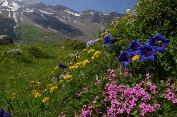 alpenwiese