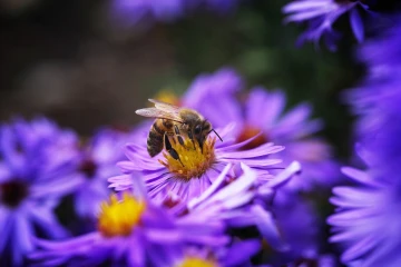 biene aster4