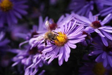 biene aster5