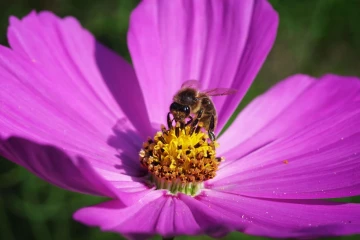 biene cosmea 1